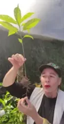 Persona mostrando planta de aguacate